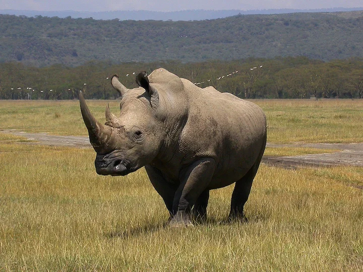 Бял носорог (Квадратен устен носорог) (Ceratotherium simum)