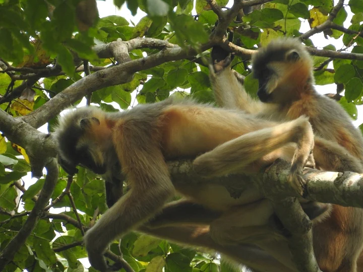 Kaplangur Kaplangur