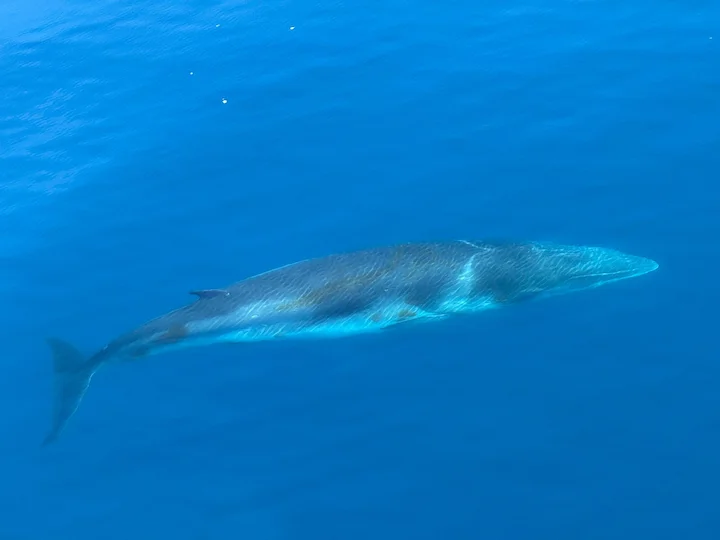 Մինկի կետ (Բոնաերենսիս Մինկի կետ) (Balaenoptera bonaerensis), 3 of 3