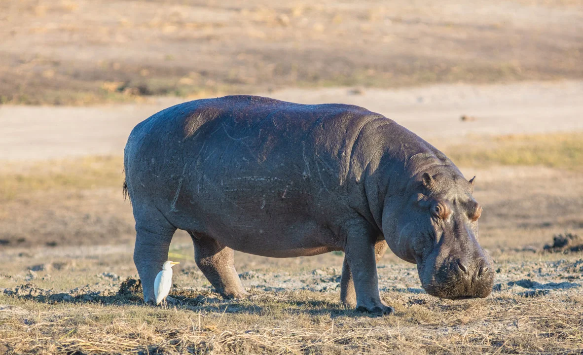 'n gewone seekoei, of seekoei (Lat. Hippopotamus amphibius), is'n artiodaktiele soogdier uit die Hippopotamusfamilie, die enigste moderne spesie van die genus Hippopotamu