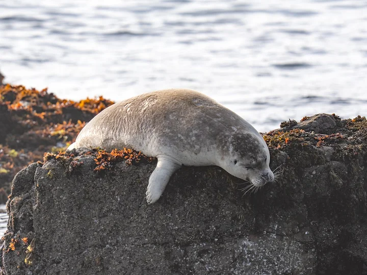Gewone seekoei (Seekoei) (Phoca vitulina), 2 of 3