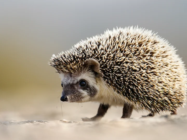 भारतीय सूअर (Paraechinus micropus)