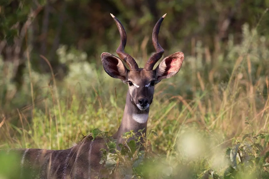 Klipspringer (Klipbok) (Tragelaphus imberbis), 3 of 6