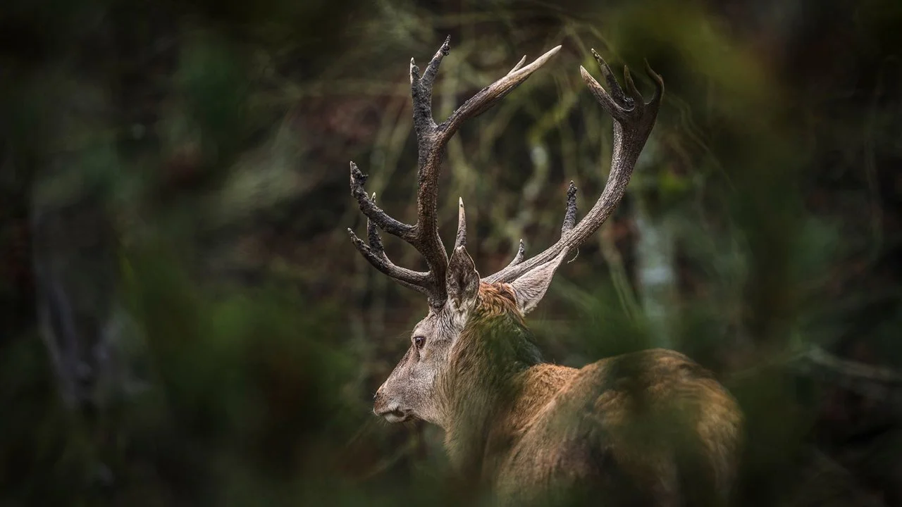 Jagd im Thun (Kanton Bern), Schweiz: Naturgegebenheiten, Einwohner, Jagdmethoden, Wildbestände, Jagdzeiten, Organisation… Jagd im Thun (Kanton Bern), Schweiz: Naturgegebenheiten, Einwohner, Jagdmethoden, Wildbestände, Jagdzeiten, Organisation…
