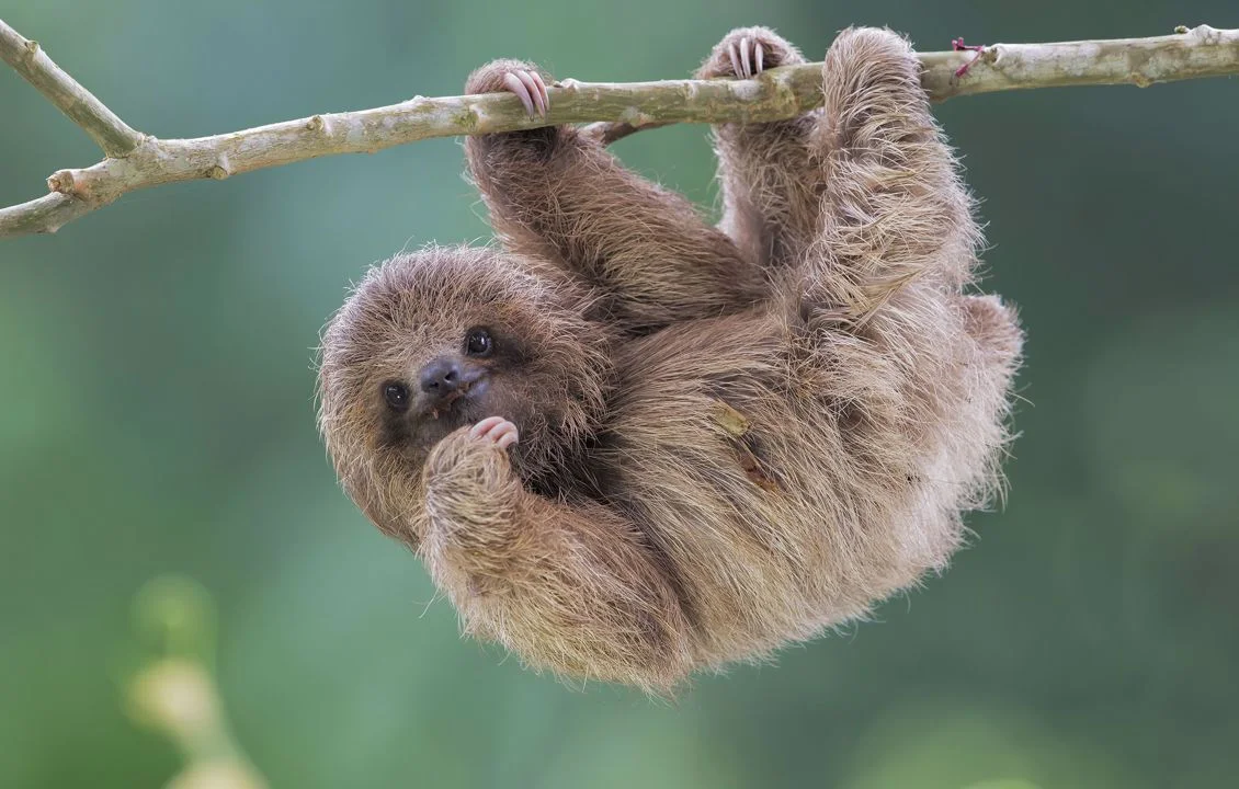 Sloth Facts