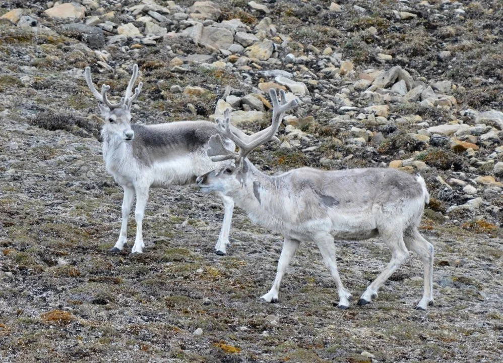 Pearykariboe (Pearyrenoster) (Rangifer tarandus pearyi), 2 of 3