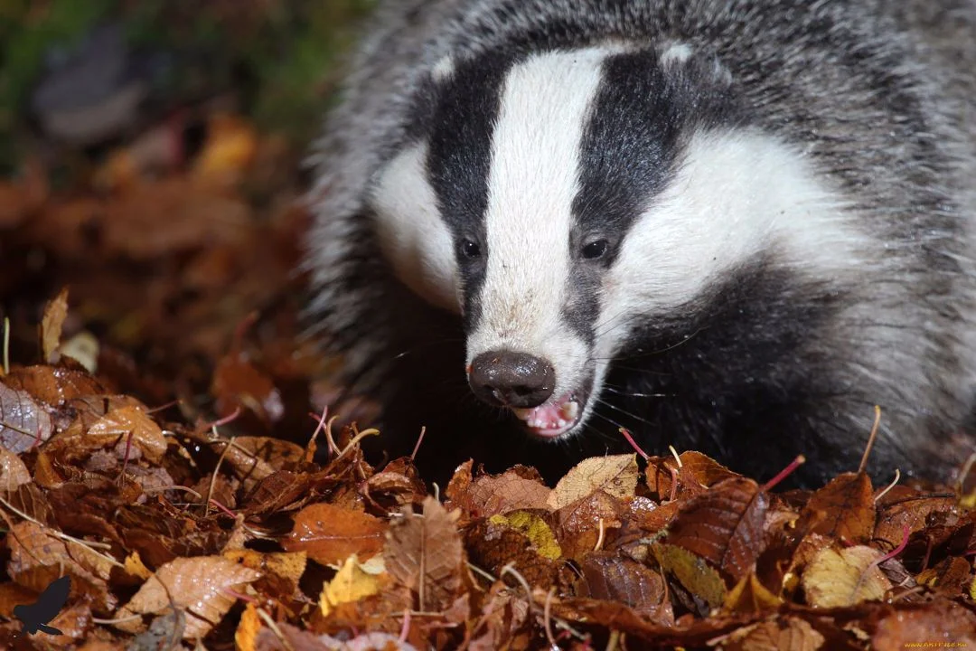 Facts About Badgers
Size
Badgers can grow up to 20 to 34 inches (51 to 86 centimeters) long from head to tail. The tail adds an additional 4 to 6 inches (10 to 15 cm) t