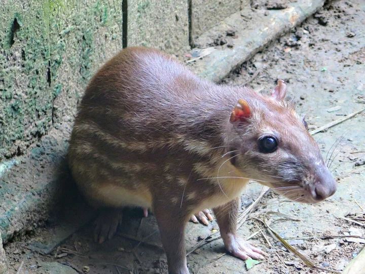 Պակա (Ագուտի) (Agouti paca), 1 of 3