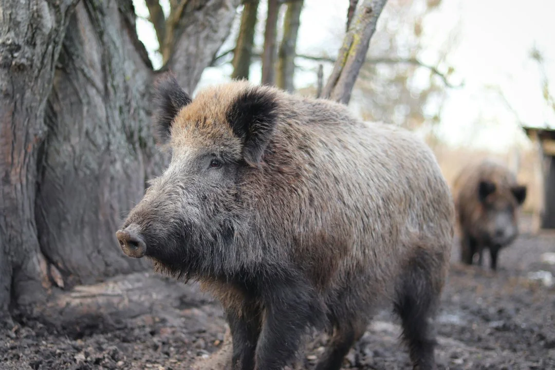 Gard: un chasseur blessé par un sanglier évacué par tyrolienne 

Dans le Gard, un chasseur blessé par un sanglier a été évacué par tyrolienne grâce au GRIMP et aux pompie