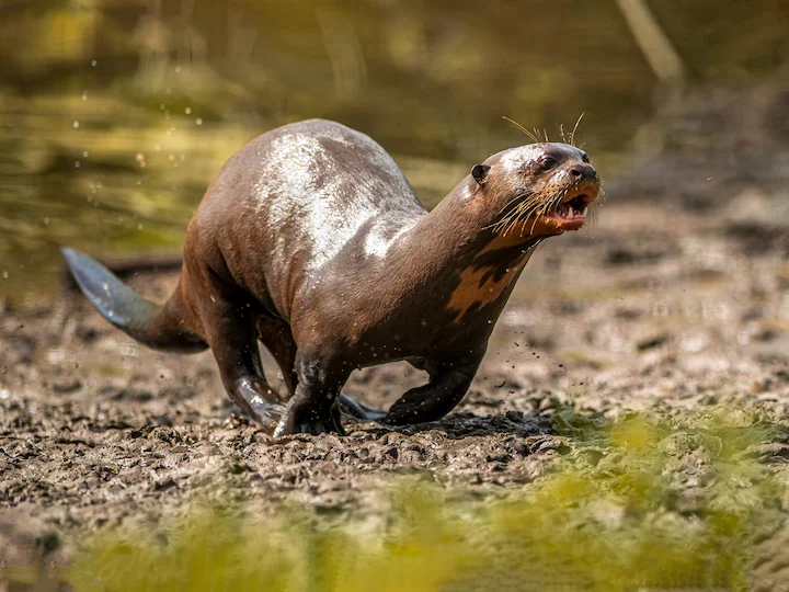 Giant Otter (Giant River Otter) (Pteronura brasiliensis)