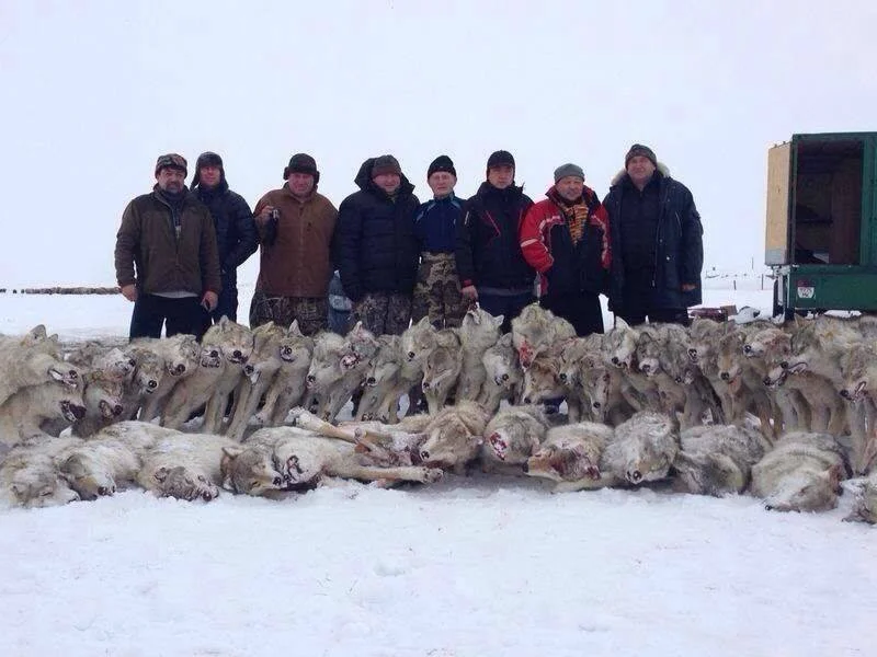 Охота на волка в Казахстане: сезоны, методы, трофеи и лучшие регионы

🐺 1. Введение: волк как объект охоты

Серый волк (Canis lupus) — один из самых опасных и умных хищн