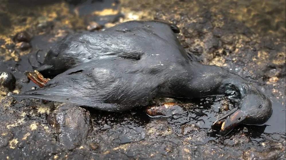 Oiseaux mazoutés en Bretagne: un héritage sinistre de l'épave de l'Erika
Un triste rappel de l'une des pires catastrophes écologiques françaises refait surface en Breta