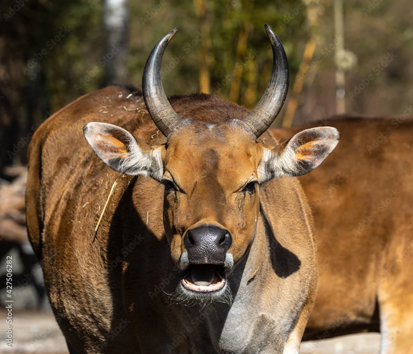 Banteng (South Pacific)
Bos javanicus
DESCRIPTION (male) Shoulder height 52 inches (132 cm). Weight about 1,100 pounds (500 kg). Females are smaller and slimmer than male