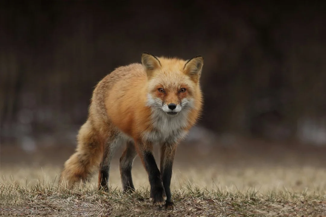 Gard: un renard contaminé par l’Influenza aviaire hautement pathogène 

Un chasseur a découvert à Saint-Gilles (Gard) un renard roux infecté par l’Influenza aviaire haute