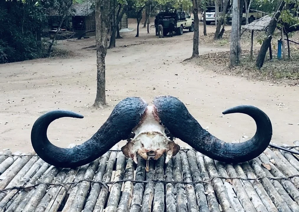 Buffalo Hunting in Mozambique: methods, season, areas, price.