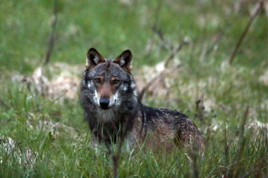 Jagd im Bezirk Moesa (Kanton Graubünden), Schweiz: Besonderheiten, Jagdtechniken, Wildvorkommen, Saisonzeiten, Jagdverbä… Jagd im Bezirk Moesa (Kanton Graubünden), Schweiz: Besonderheiten, Jagdtechniken, Wildvorkommen, Saisonzeiten, Jagdverbä…