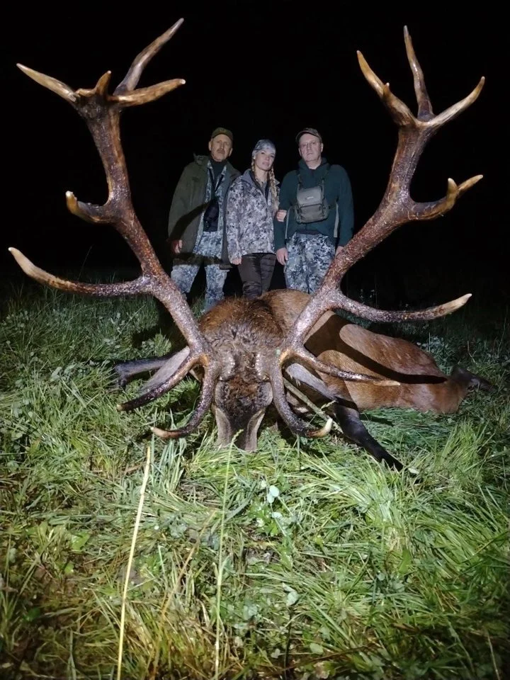 Red Deer Hunting in Belarus: Best Season, Prices, Methods & Trophy Info for Hunters.

Overview of Red Deer in Belarus 🦌

Red deer (Cervus elaphus elaphus) are one of the