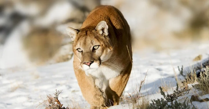 🦌 Nebraska Deer Hunting Limits 2027: NGPC Proposes Major Cuts to Antlered Permits & Mountain Lion Rule Changes