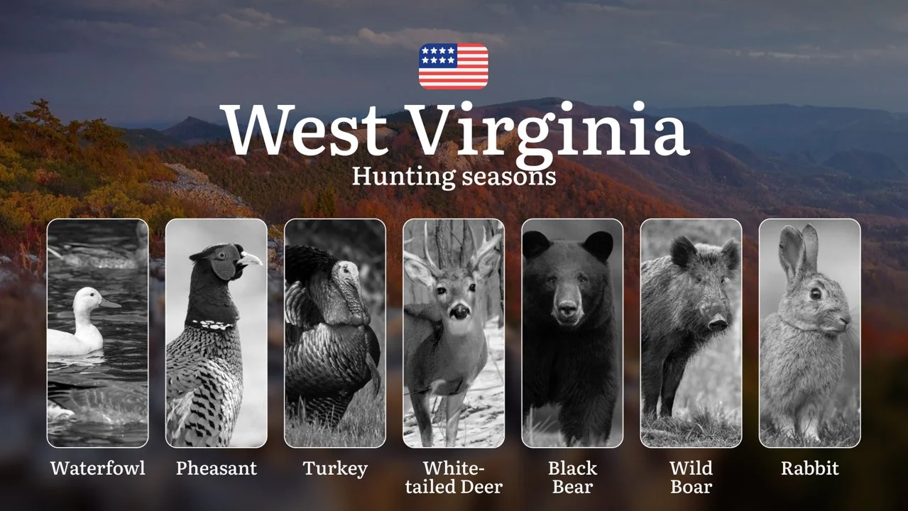 West Virginia, USA: Hunting Seasons and Periods, Openings and Closings, Licenses, Rules, Tips for Choosing the Right Time and Location
Hunting in the state of West Virgi