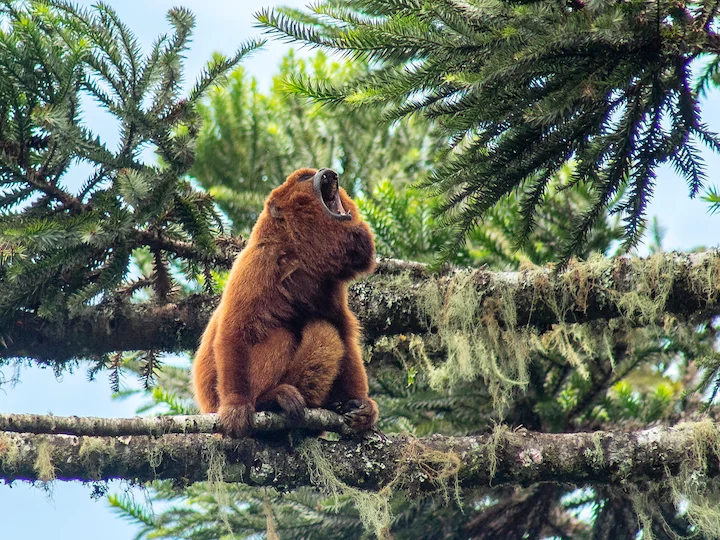 Rudasis rėklys (Alouatta guariba)