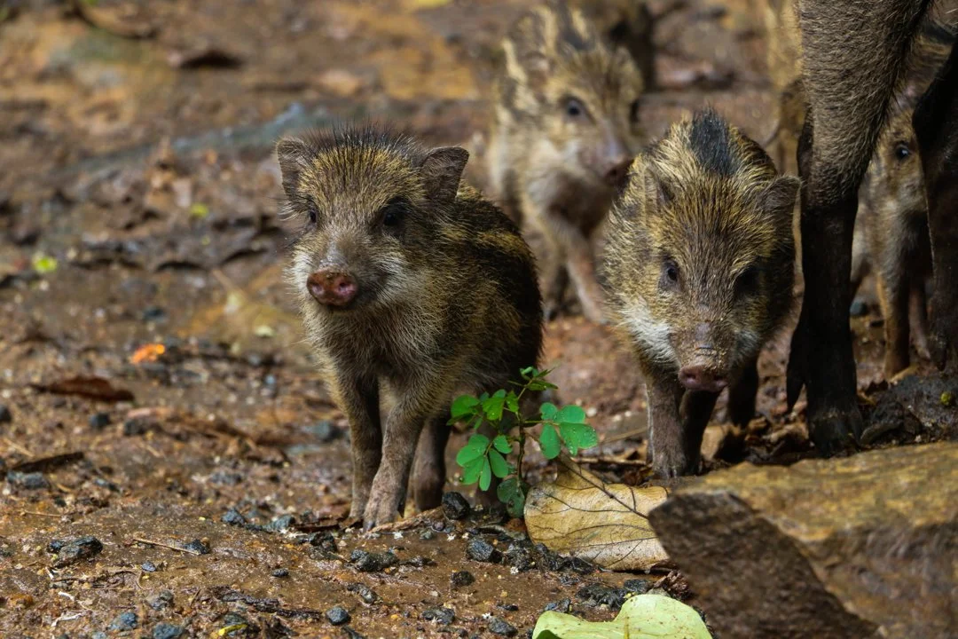 Ճապոնական վարազ (Ճապոնական խոզ) (Sus scrofa cristatus), 5 of 5