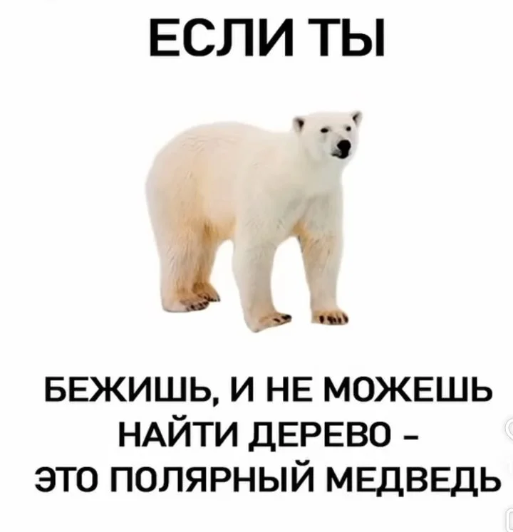 Про медведей
