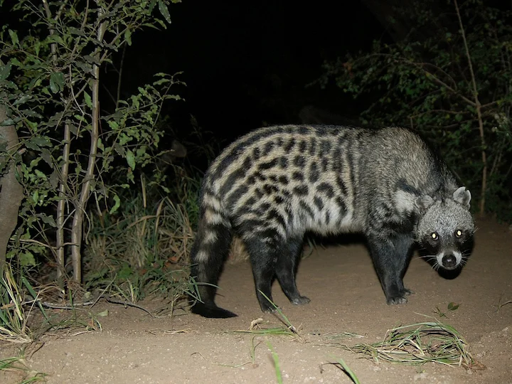 Civeta africká