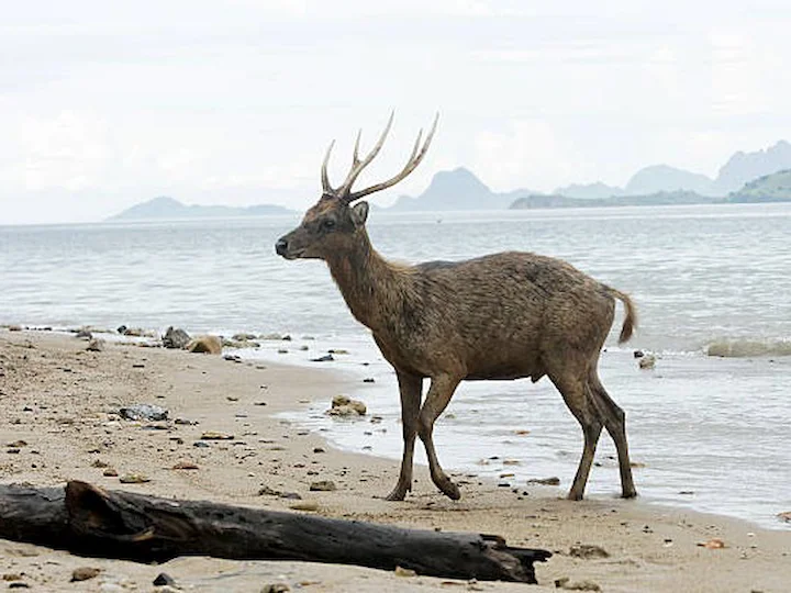 Թիմորյան եղջերու (Ջավանական եղջերու) (Cervus timorensis), 2 of 3