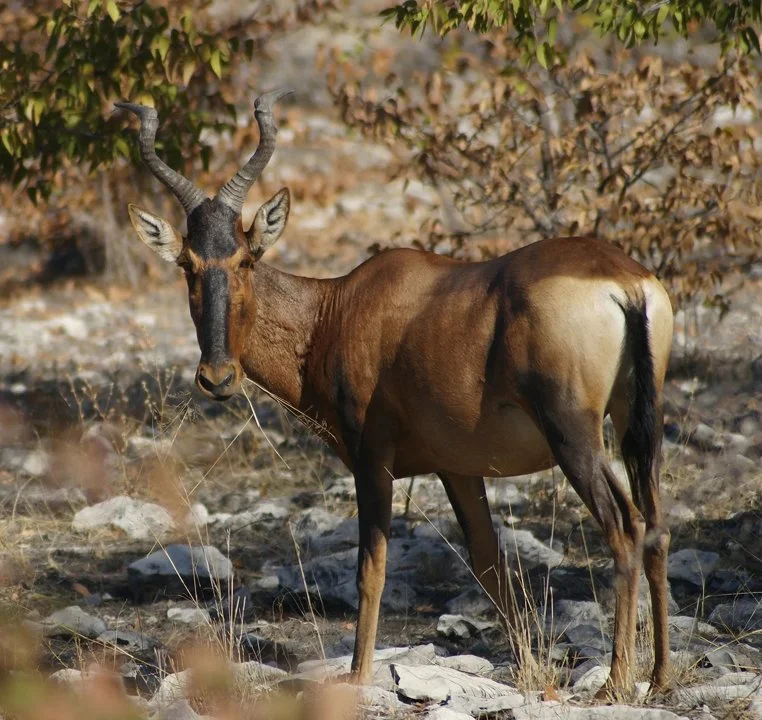 الحبارى (الهartebeest)
