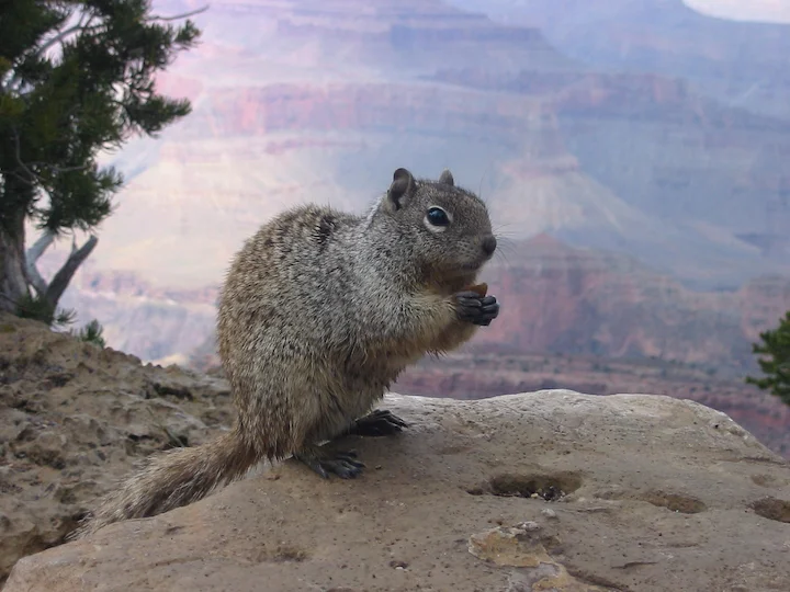 Forrest's Rock Squirrel (Sciurotamias forresti)
