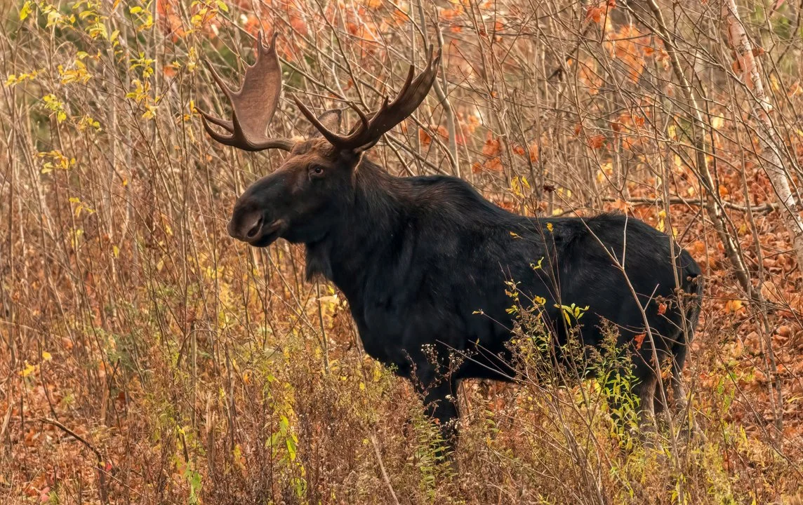 Témiscamingue souhaite un meilleur encadrement des chasseurs non-résidents 