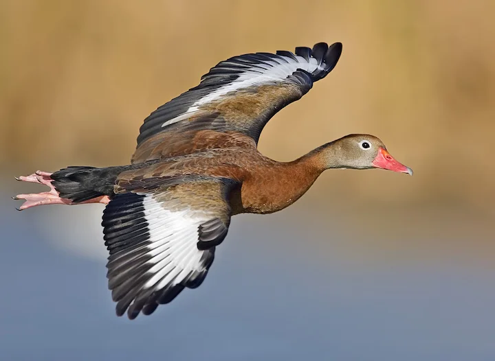 🦆 Louisiana Waterfowl 2026: LDWF Launches Experimental October Black-Bellied Whistling Duck Season