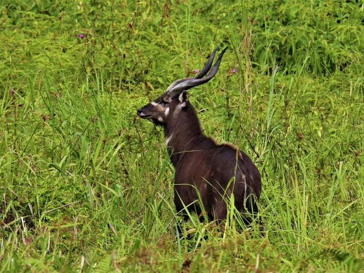 Spekes kudus antilop (Grå kudu) (Tragelaphus spekei gratus)