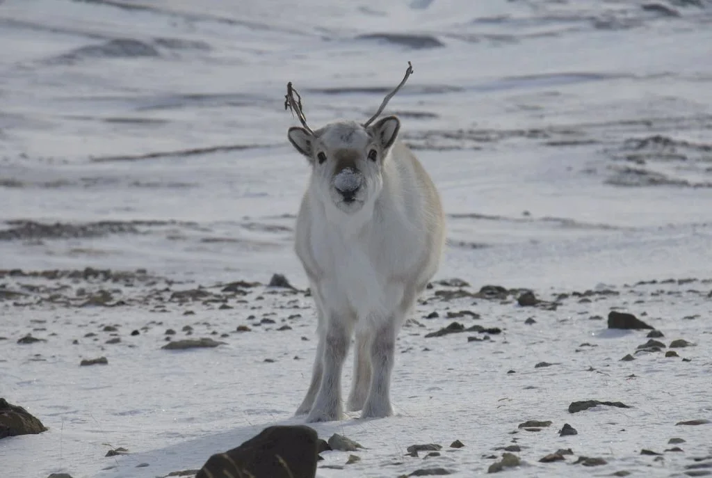 Ռեյնդիր (Թունդրայի եղջերու) (Rangifer tarandus platyrhynchus), 2 of 3
