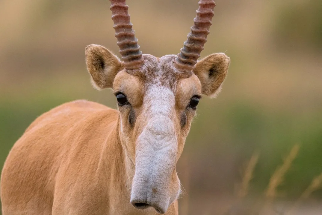 Սայգա (Սայգա անտիլոպ) (Saiga tatarica), 4 of 4