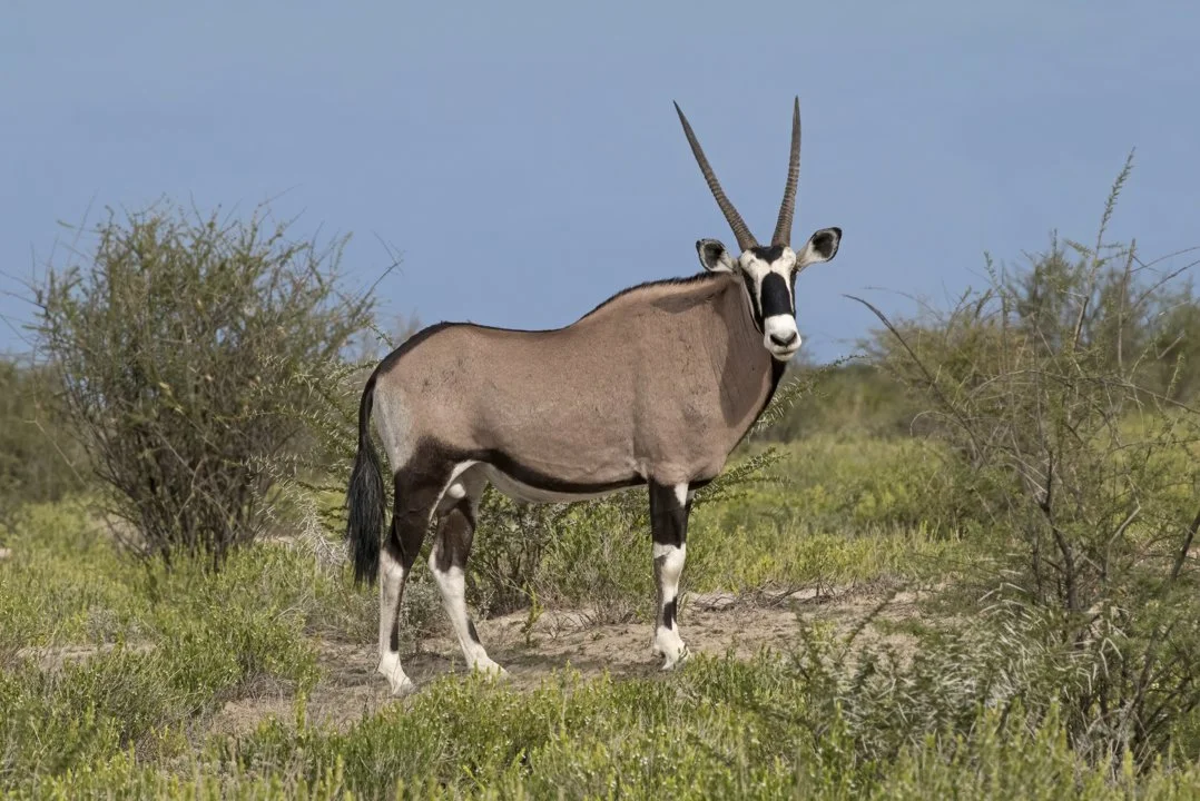 Gemsbok (Oryx) (Oryx gazella), 3 of 4