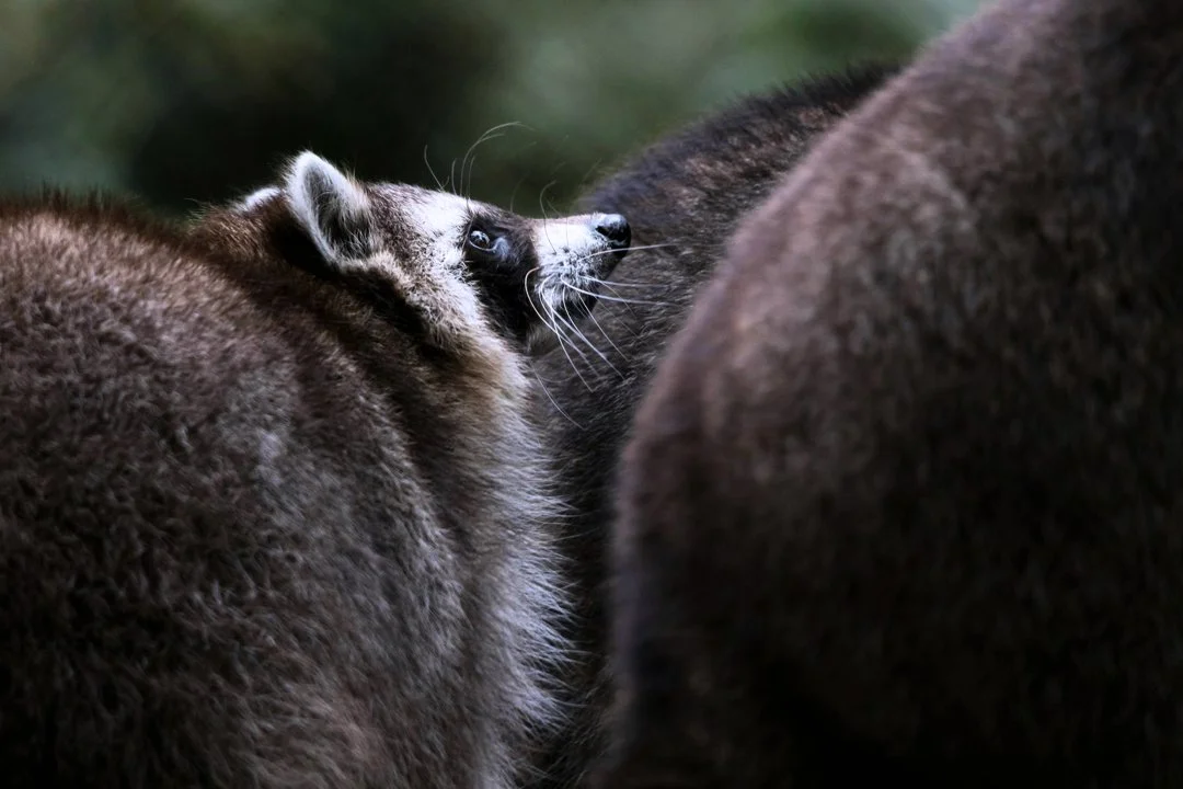 Waschbär in Deutschland: Rekordabschuss stoppt Ausbreitung nicht Waschbär in Deutschland: Rekordabschuss stoppt Ausbreitung nicht