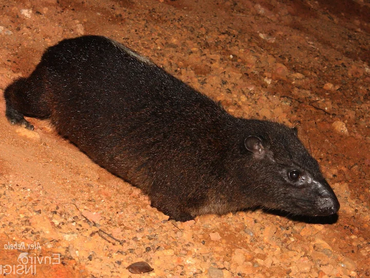 Rietumu koka hirakss (Dendrohyrax dorsalis)