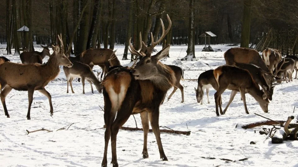 ‼️‼️‼️Zimní období je pro lesní zvěř časem strádání. Lidé se vztahem k přírodě se často snaží zvěři pomoci. Mnohdy však právě svou snahou mohou více uškodit. Je tedy dobr