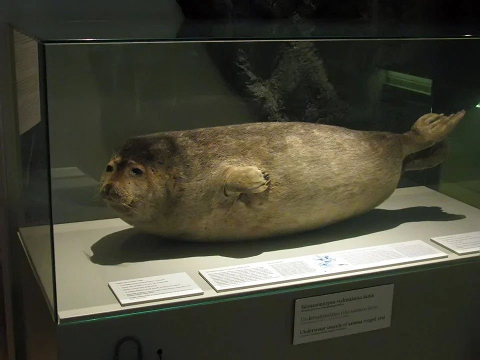 Сайменская нерпа
Сайменская нерпа (лат. Pusa hispida saimensis) — подвид кольчатой нерпы (Pusa hispida), живущий в озере Сайма. Генетически сайменская нерпа очень близка