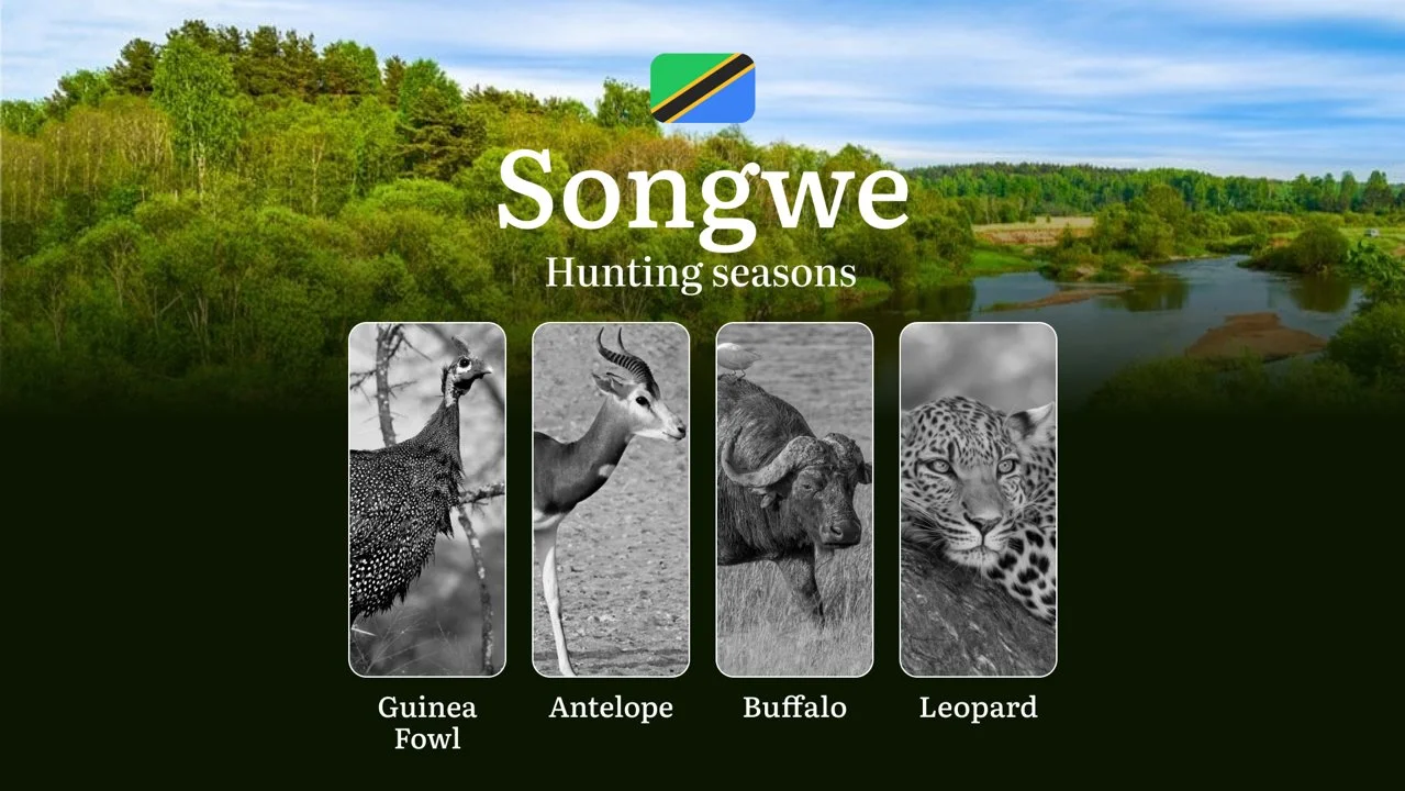Songwe: Official Hunting Dates, Regulatory Limits and Seasonal Prohibitions, Licensing Rules, Fines and Legal Penalties…