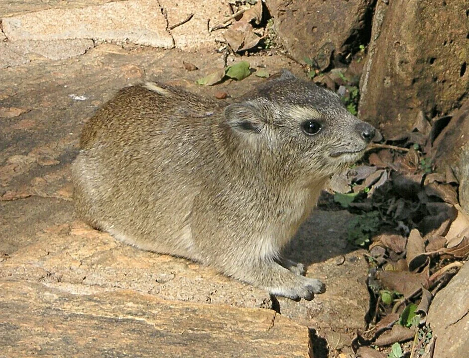 Բրյուսի հետերոհիրաքս (Heterohyrax brucei), 1 of 3