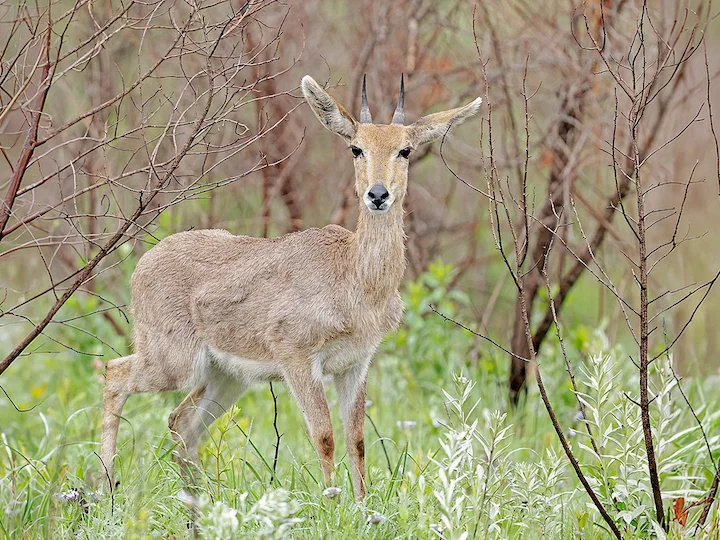 Mountain Reedbuck (Redunca fulvorufula)