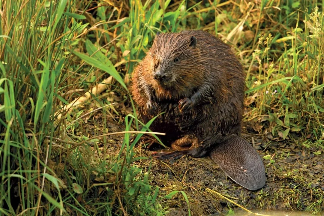 Bever (Europese bever)