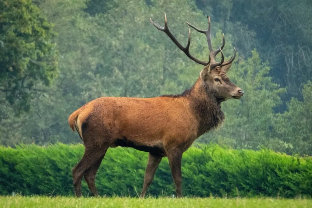 Kes on minuga septembris?

Punahirv (Cervus elaphus) on üks suuremaid hirveliike hirvlaste sugukonnast.  Punahirvele võib jahti pidada 15. augustist 15. veebruarini, seal