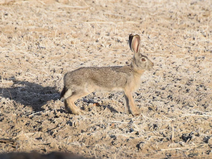 Տոլայի նապաստակ (Թոլայի նապաստակ) (Lepus tolai), 2 of 3