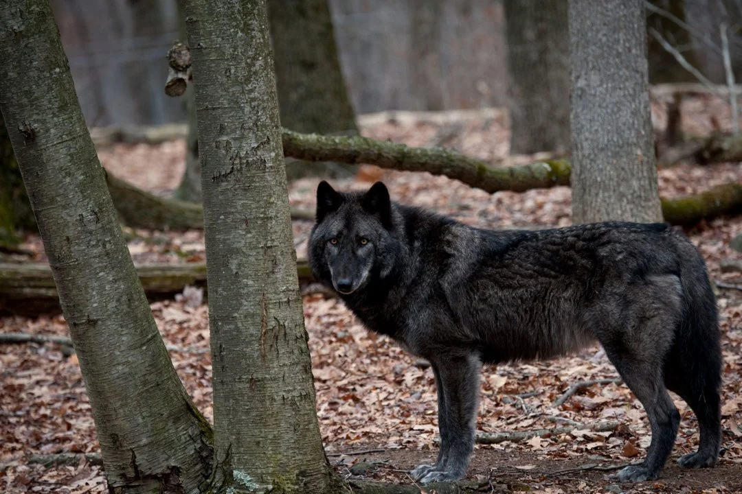 La présence d’une meute de loups noirs confirmée en France
Une découverte exceptionnelle a été faite dans le massif de la Sainte-Baume (Var): une meute de loups noirs,