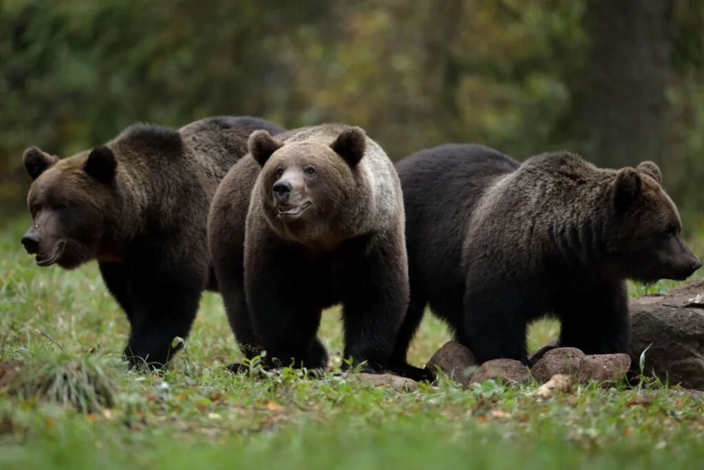 PRUUNKARU


Pruunkaru (Ursus arctos) on karulaste sugukonda karu perekonda kuuluv loomaliik.  Pruunkaru on suurim Eestis elav kiskjaline.  Meil elavad karud kuuluvad kesk