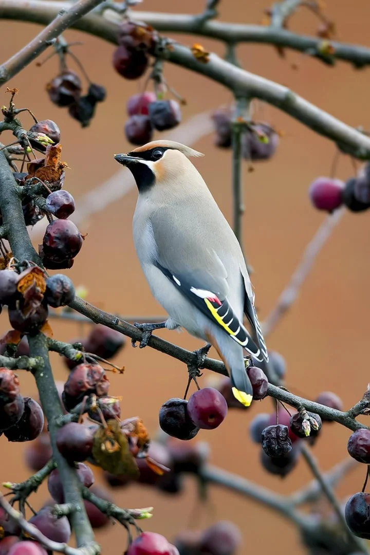 It's very late in the season so no Rowan or other soft berry fruit trees, this lone ornamental crab apple tree was still holding fruit and soft enough now for the Waxwing