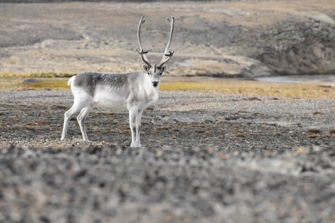 Pearykariboe (Pearyrenoster) (Rangifer tarandus pearyi), 3 of 3